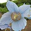 Meconopsis betonicifolia - Blue Poppy