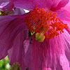 Meconopsis betonicifolia - Pink Form