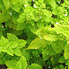 Melissa officinalis - Lemon Balm