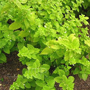 Melissa officinalis (Lemon Balm)