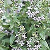 Mentha diemenica - Peppermint, Mentha