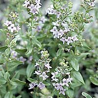 Mentha diemenica (Peppermint, Mentha)