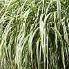 Miscanthus sinensis - Rigoletto - Miscanthus