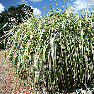 Miscanthus sinensis - 'Rigoletto' (Miscanthus)