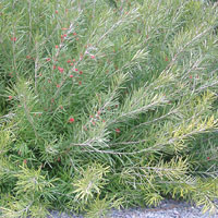 Microcachrys tetrogona