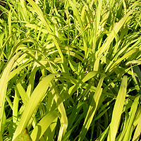 Milium effusum - 'Aureum' (Bowles Golden Grass)