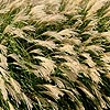 Miscanthus sinensis - Yakushima Dwarf - Elephant grass, Miscanthus