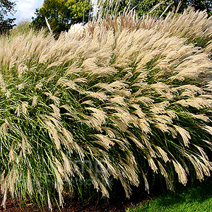 Miscanthus sinensis - 'Yakushima Dwarf' (Elephant Grass, Miscanthus)