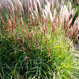 Miscanthus sinensis - 'Gaa' (Elephant Grass, Miscanthus)