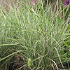 Miscanthus  sinensis - Morning Light - Elepahnt grass, Miscanthus