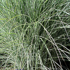 Miscanthus  sinensis - 'Morning Light' (Elepahnt Grass, Miscanthus)