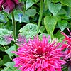 Monarda - Ruby Glow - Bergamont