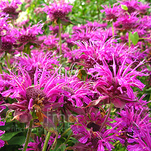 Monarda - 'Scorpion'