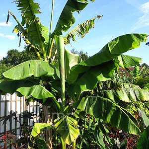 Musa basjoo (Japanese Banana, Musa)