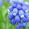 Muscari - Super Star - Grape Hyacinth