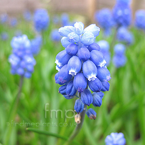 Muscari - 'Super Star' (Grape Hyacinth)