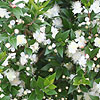 Myrtus communis - Myrtle, Myrtus