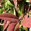 Nandina domestica - Sacred Bamboo