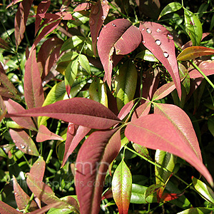 Nandina domestica (Sacred Bamboo)