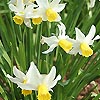 Narcissus - Jack Snipe - Daffodil