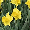 Narcissus - Lucky Number - Daffodil