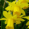 Narcissus - Tete A Tete - Dwarf Narcissus