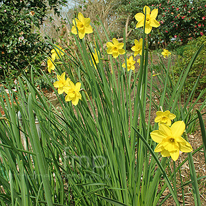 Narcissus - 'Buttercup' (Daffodil)