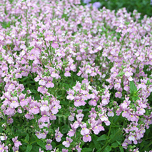 Nemesia denticulata (Nemesia)