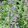 Nepeta x faassenii - Catmint, Nepeta