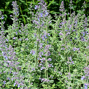 Nepeta x faassenii (Catmint, Nepeta)