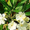 Nerium oleander - Sister Agnes - Oleander
