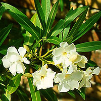 Nerium oleander - 'Sister Agnes' (Oleander)