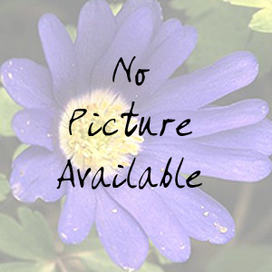Mahonia aquifolium (Oregon Grape, Mahonia)
