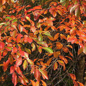 Nyssa sylvatica - 'Jermyns Flame' (Tupelo, Black Gum)