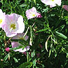 Oenothera speciosa - Twilight - Sundrops, Oenothera