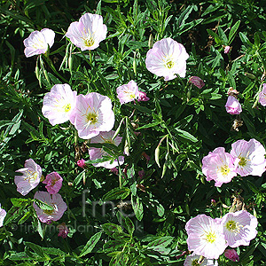 Oenothera speciosa - 'Twilight' (Sundrops, Oenothera)