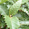 Olearia macrodonta - New Zealand Holly