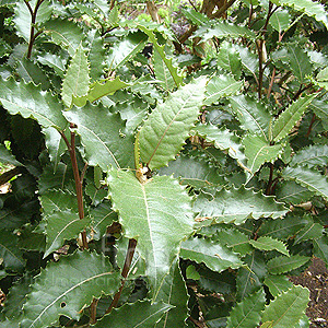 Olearia macrodonta (New Zealand Holly)