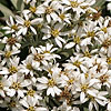 Olearia x mollis - Daisy Bush