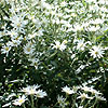Olearia X scilloniensis - Daisy Bush