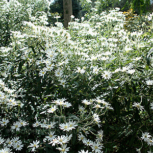 Olearia X scilloniensis (Daisy Bush)