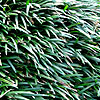 Ophiopogon japonicus - Ophiopogon, Lily turf 