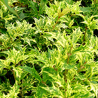Osmanthus heterophyllus - 'Goshiki Tricolor' (Holly Olive, Variegated Tea Olive, Osmanthus)