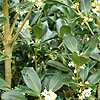 Osmanthus heterophyllus - Gulftide - Holly Olive, Tea Olive, Osmanthus