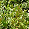 Osmanthus heterophyllus - Variegatus - Tea Olive, Variegated Osmanthus