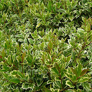Osmanthus heterophyllus - 'Variegatus' (Tea Olive, Variegated Osmanthus)