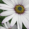 Osteospermum - Lady Leitrim - Osteospermum