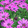 Osteospermum - Sunny Mary - Osteospermum