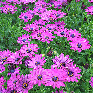 Osteospermum - 'Sunny Mary' (Osteospermum)