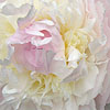 Paeonia lactiflora - Baroness Shroder - Peony